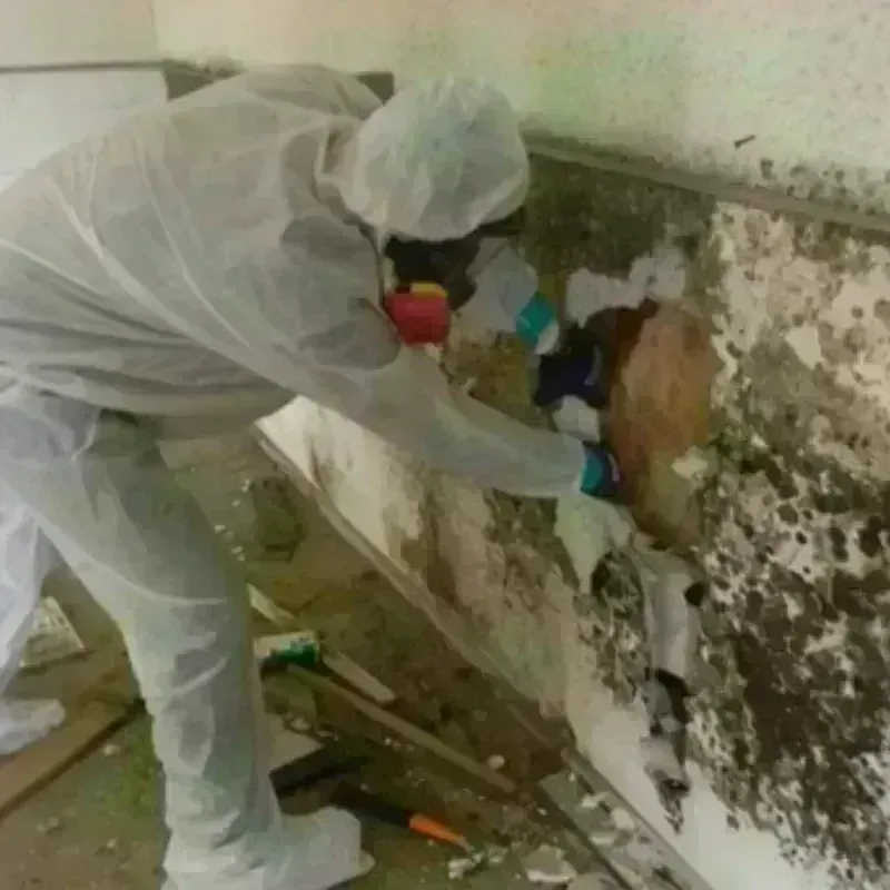 Mold Remediation and Removal in Angleton, TX